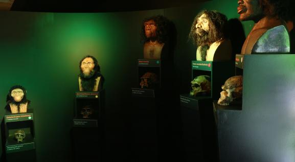 Seção Vida no Museu do Catavento (Foto: Divulgação)
